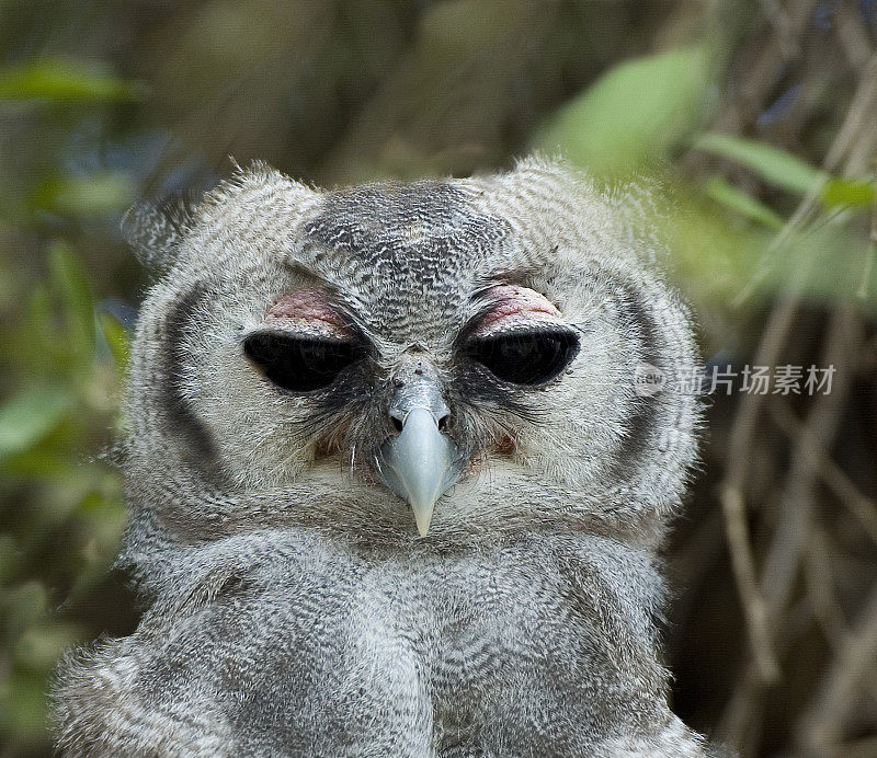 Verreaux's Eagle-Owl, Bubo lacteus(也被称为乳鹰猫头鹰或巨鹰猫头鹰，是鹰科的一员，是最大的非洲猫头鹰。这种猫头鹰是世界上第三重的猫头鹰。肯尼亚桑布鲁国家保护区。